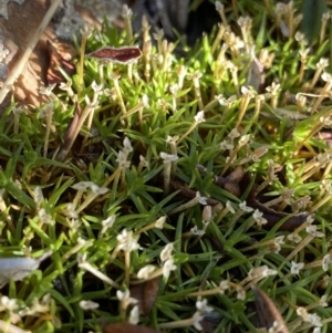 Scleranthus biflorus at Cotter River, ACT - 26 Jun 2022