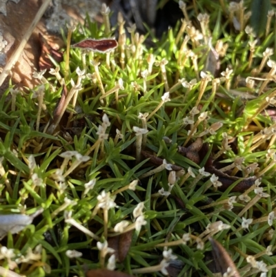 Scleranthus biflorus (Twin-flower Knawel) at Cotter River, ACT - 26 Jun 2022 by Ned_Johnston