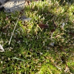 Scleranthus biflorus at Cotter River, ACT - 26 Jun 2022