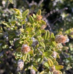 Oxylobium ellipticum at Cotter River, ACT - 26 Jun 2022