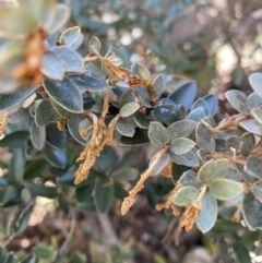 Grevillea diminuta at Paddys River, ACT - 26 Jun 2022 by NedJohnston