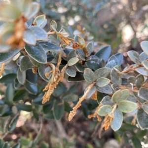 Grevillea diminuta at Paddys River, ACT - 26 Jun 2022