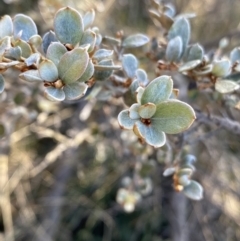 Grevillea diminuta at Paddys River, ACT - 26 Jun 2022