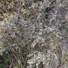 Grevillea diminuta at Paddys River, ACT - 26 Jun 2022 01:24 PM