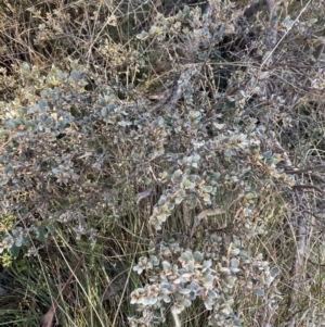 Grevillea diminuta at Paddys River, ACT - 26 Jun 2022