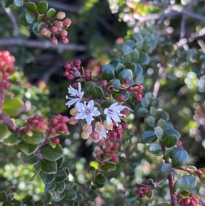 Leionema lamprophyllum subsp. obovatum at Paddys River, ACT - suppressed