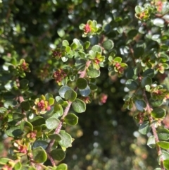 Leionema lamprophyllum subsp. obovatum at Paddys River, ACT - suppressed