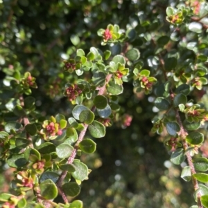 Leionema lamprophyllum subsp. obovatum at Paddys River, ACT - suppressed