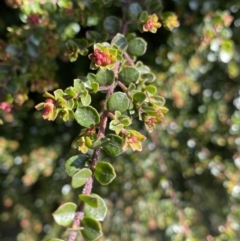 Leionema lamprophyllum subsp. obovatum at Paddys River, ACT - suppressed