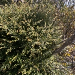 Leionema lamprophyllum subsp. obovatum at Paddys River, ACT - suppressed