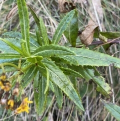 Senecio linearifolius var. latifolius at Tidbinbilla Nature Reserve - 26 Jun 2022 by Ned_Johnston