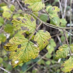 Rubus parvifolius at Paddys River, ACT - 26 Jun 2022