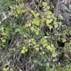 Rubus parvifolius at Paddys River, ACT - 26 Jun 2022