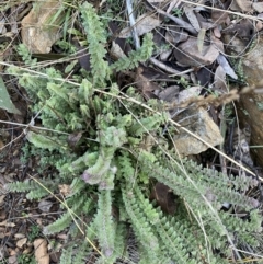 Euphrasia collina (Purple Eye-bright) at Tidbinbilla Nature Reserve - 26 Jun 2022 by Ned_Johnston