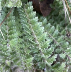 Euphrasia collina at Paddys River, ACT - 26 Jun 2022 03:05 PM