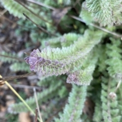 Euphrasia collina at Paddys River, ACT - 26 Jun 2022 03:05 PM