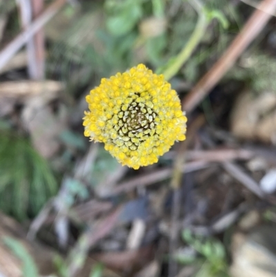 Craspedia variabilis (Common Billy Buttons) at Paddys River, ACT - 26 Jun 2022 by NedJohnston
