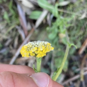 Craspedia variabilis at Paddys River, ACT - 26 Jun 2022