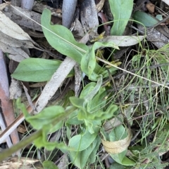 Craspedia variabilis at Paddys River, ACT - 26 Jun 2022