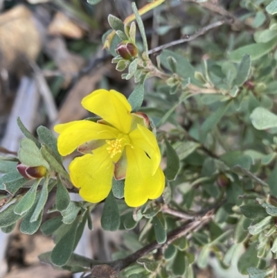 Hibbertia obtusifolia (Grey Guinea-flower) at Paddys River, ACT - 26 Jun 2022 by Ned_Johnston