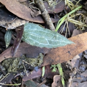 Clematis aristata at Paddys River, ACT - 26 Jun 2022