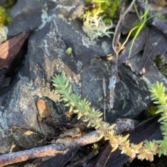 Crassula sieberiana (Austral Stonecrop) at Tidbinbilla Nature Reserve - 25 Jun 2022 by Ned_Johnston