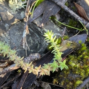 Crassula sieberiana at Paddys River, ACT - 26 Jun 2022