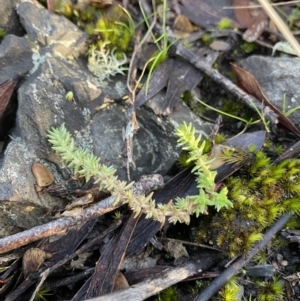 Crassula sieberiana at Paddys River, ACT - 26 Jun 2022