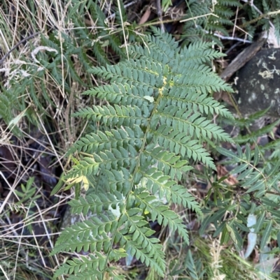 Polystichum proliferum (Mother Shield Fern) at Paddys River, ACT - 25 Jun 2022 by Ned_Johnston