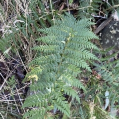 Polystichum proliferum (Mother Shield Fern) at Paddys River, ACT - 25 Jun 2022 by Ned_Johnston