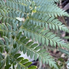 Polystichum proliferum at Paddys River, ACT - 26 Jun 2022