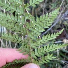 Polystichum proliferum at Paddys River, ACT - 26 Jun 2022 09:46 AM