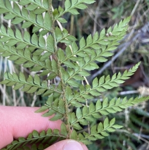 Polystichum proliferum at Paddys River, ACT - 26 Jun 2022