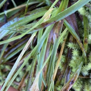 Luzula sp. at Bonython, ACT - 26 Jun 2022