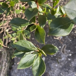 Coprosma hirtella at Paddys River, ACT - 26 Jun 2022