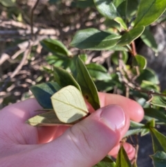 Coprosma hirtella at Paddys River, ACT - 26 Jun 2022