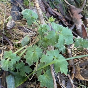 Ranunculus lappaceus at Paddys River, ACT - 26 Jun 2022