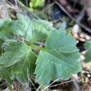 Ranunculus lappaceus at Paddys River, ACT - 26 Jun 2022