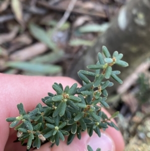 Acrothamnus hookeri at Paddys River, ACT - 26 Jun 2022 09:59 AM