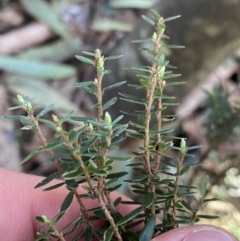 Acrothamnus hookeri at Paddys River, ACT - 26 Jun 2022 09:59 AM