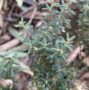 Acrothamnus hookeri at Paddys River, ACT - 26 Jun 2022 09:59 AM