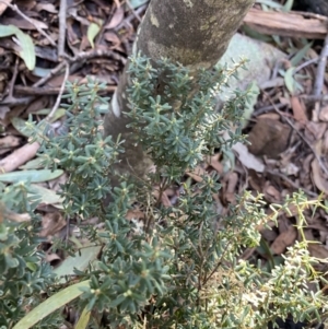 Acrothamnus hookeri at Paddys River, ACT - 26 Jun 2022 09:59 AM