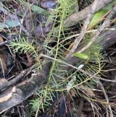 Persoonia chamaepeuce (Dwarf Geebung) at Tidbinbilla Nature Reserve - 26 Jun 2022 by Ned_Johnston
