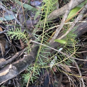 Persoonia chamaepeuce at Paddys River, ACT - 26 Jun 2022