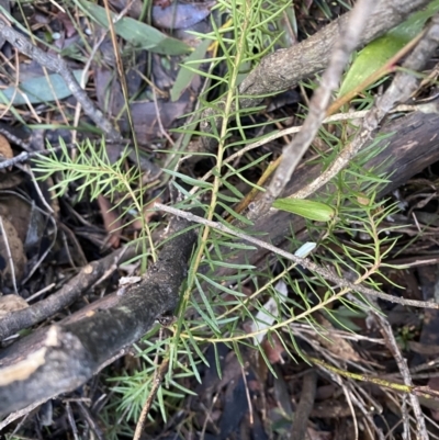 Persoonia chamaepeuce (Dwarf Geebung) at Paddys River, ACT - 26 Jun 2022 by NedJohnston