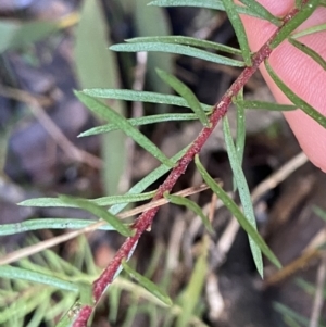 Persoonia chamaepeuce at Paddys River, ACT - 26 Jun 2022