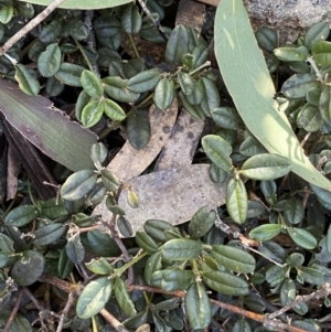 Podolobium alpestre at Cotter River, ACT - 26 Jun 2022