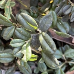 Podolobium alpestre at Cotter River, ACT - 26 Jun 2022