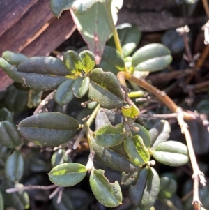 Podolobium alpestre at Cotter River, ACT - 26 Jun 2022