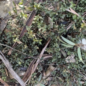 Podolobium alpestre at Cotter River, ACT - 26 Jun 2022